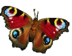 farfalla ALCHIMEA